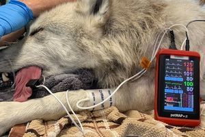 🩺Чому ветеринару потрібен тонометр? Вимірювання тиску у тварин &mdash; більше, ніж просто цифра фото