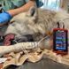 petMAP+ II (НИАД, ЧСС, Темп) &mdash; ветеринарный тонометр petMAP+ II 7451 фото 4