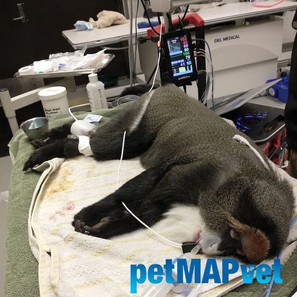petMAP XM (ЕКГ, ЧСС, Темп) &mdash; ветеринарний тонометр petMAP XM 7500 фото