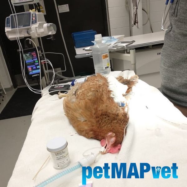 petMAP XM (ЕКГ, ЧСС, Темп, SpO2 (Nonin)) &mdash; ветеринарный тонометр petMAP XM 7504 фото